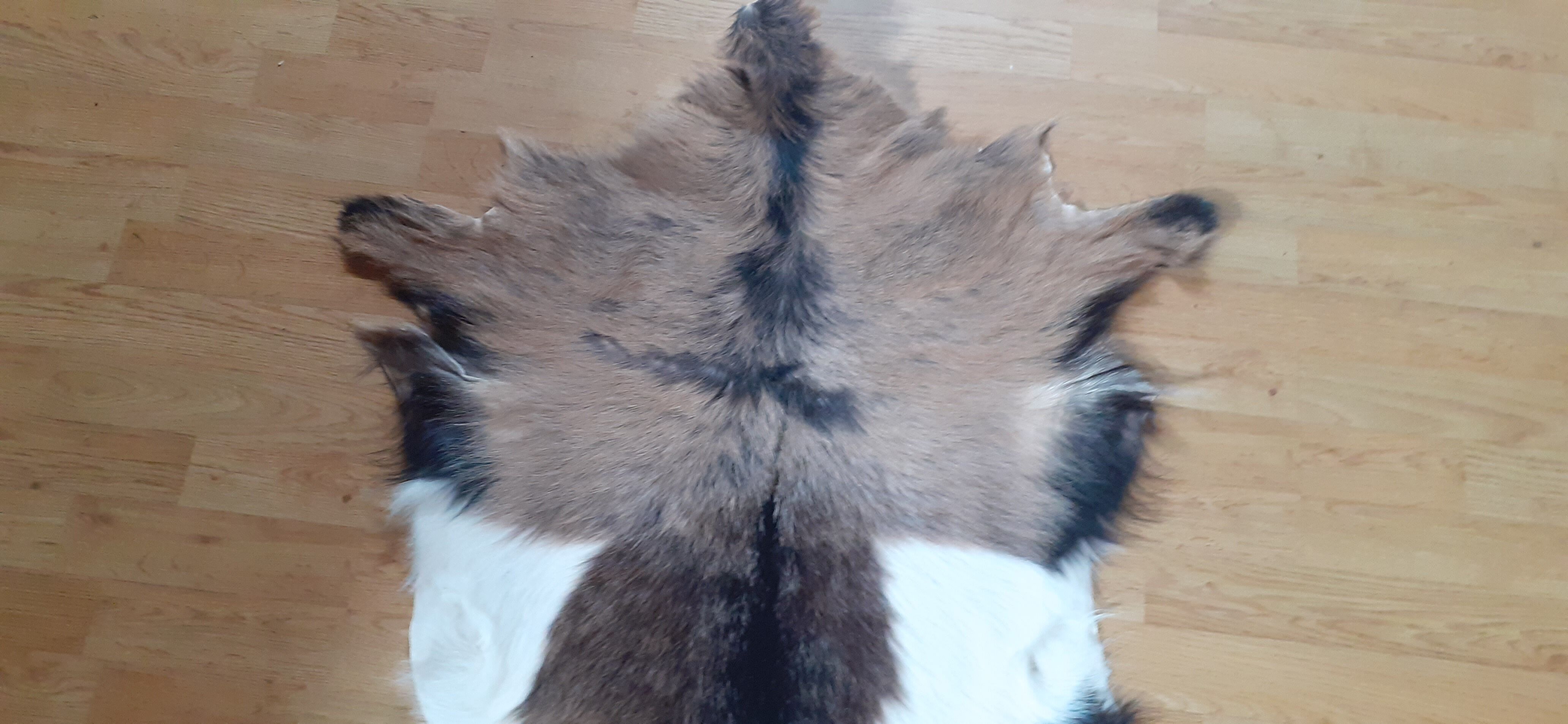 New goatskin