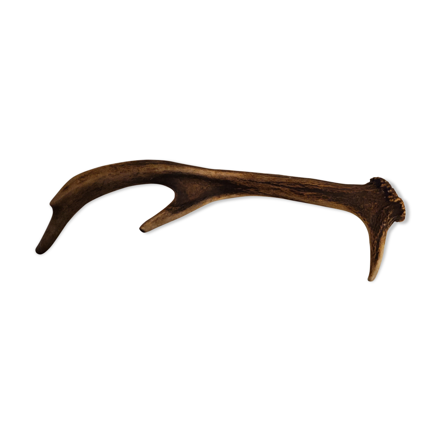 Deer antler