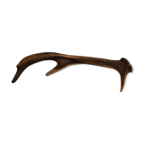 Deer antler