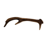 Deer antler