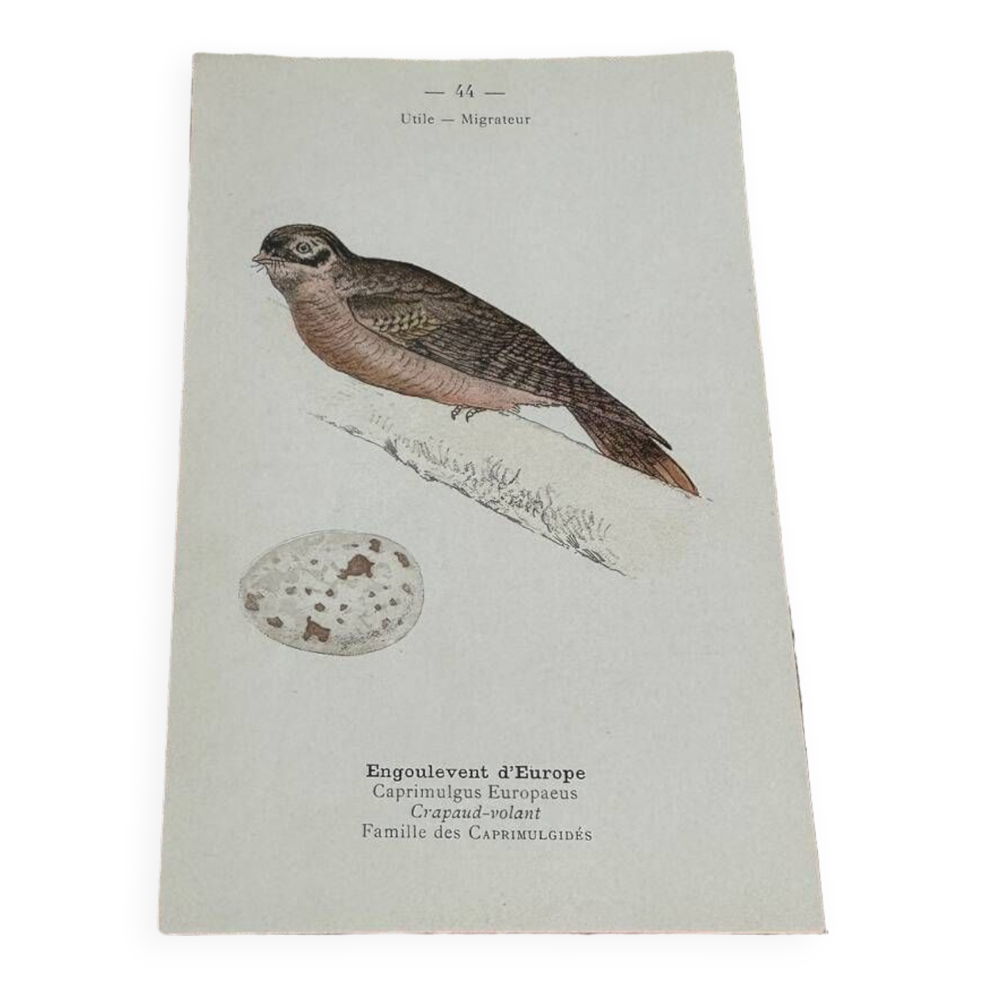 Botanical engraving naturalist plate bird 1903