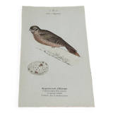 Botanical engraving naturalist plate bird 1903