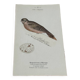 Gravure botanique planche naturaliste oiseau 1903