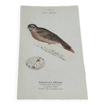 Botanical engraving naturalist plate bird 1903