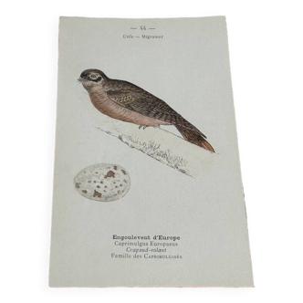 Gravure botanique planche naturaliste oiseau 1903