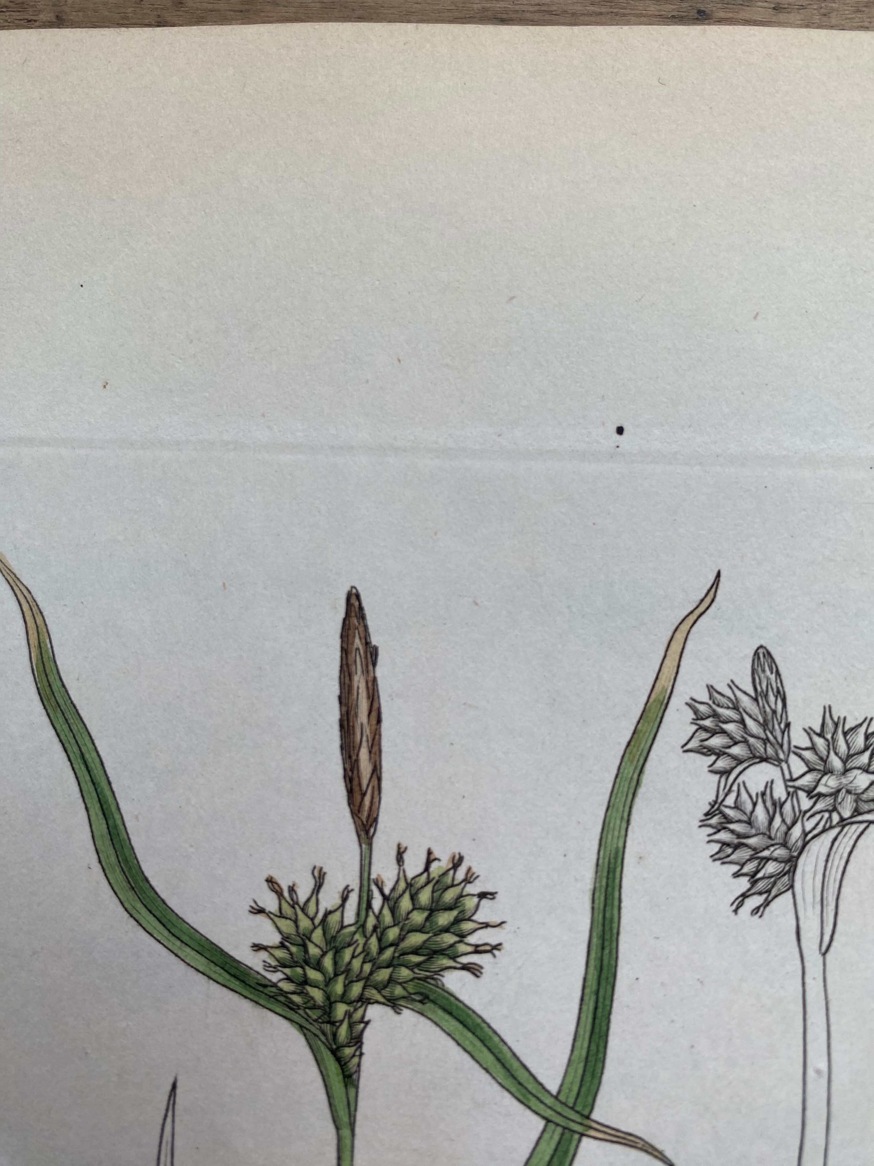 Duo planches botaniques, ed Londres 1809