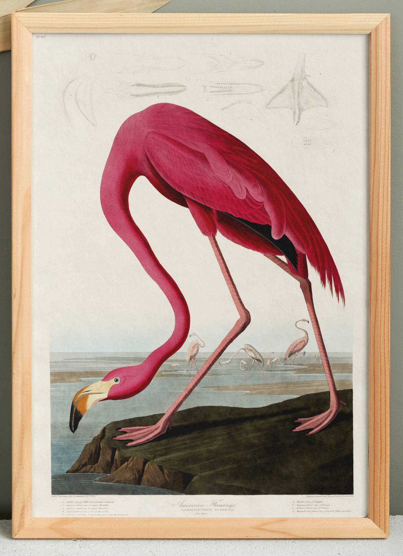 Poster about the flamingo, based on an old engraving from 1827.