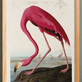 Poster about the flamingo, based on an old engraving from 1827.