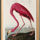 Poster about the flamingo, based on an old engraving from 1827.
