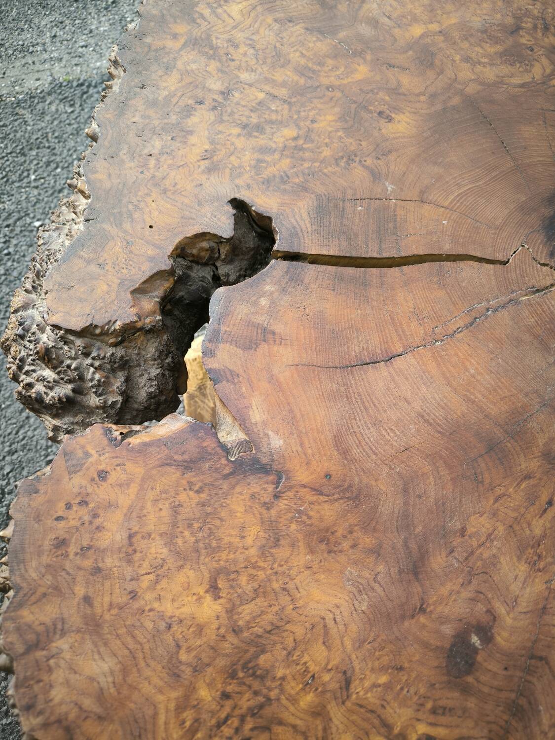 Brutalist coffee table in solid elm burl 108 cm diameter