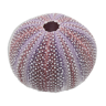Purple sea urchin test or shell