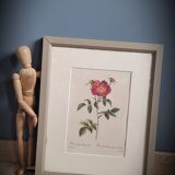 Litho rosier provins stapelie