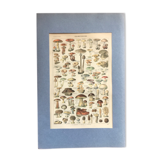 Planche champignons lithographie originale vintage