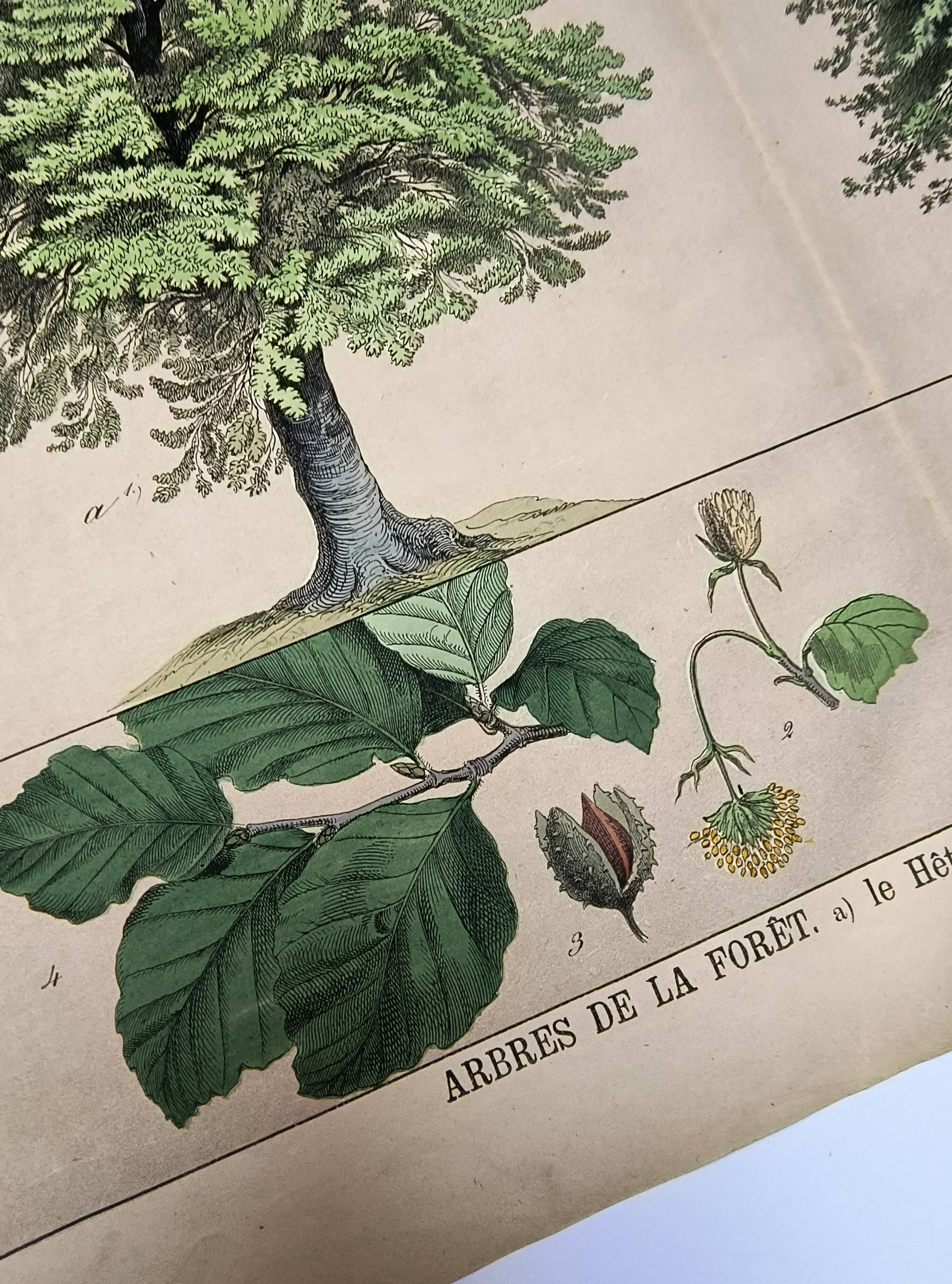 Gravure botanique 1870. Hêtre et Chêne. Planche arbre Vintage