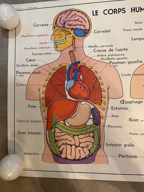Old educational school poster the human body and muscles table n°1