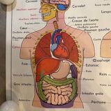 Old educational school poster the human body and muscles table n°1