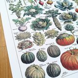 Poster about vegetables, based on a 1922 lithograph