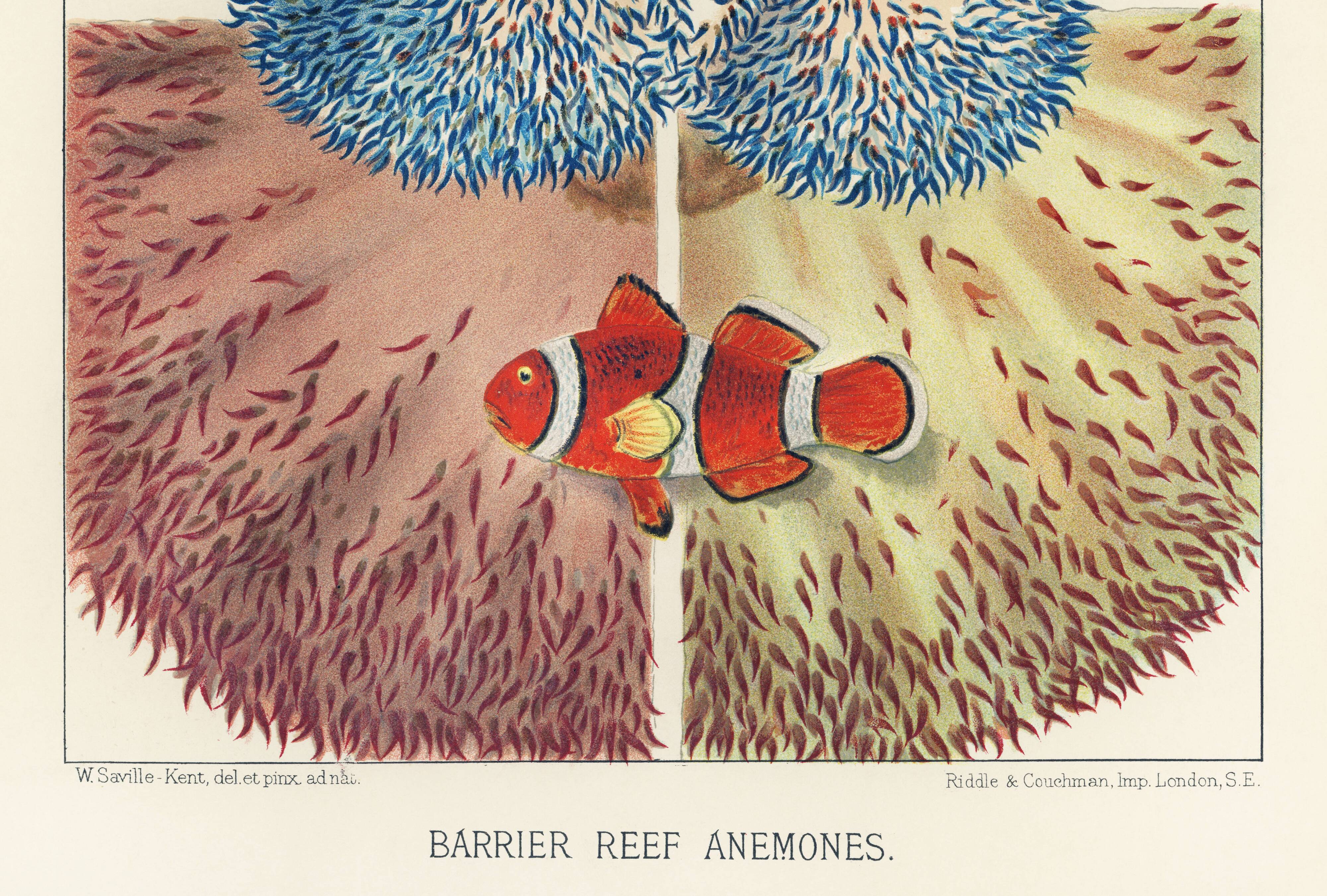 Affiche sur "Anémones des récifs coralliens", 1893