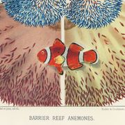 Poster for "Coral Reef Anemones", 1893