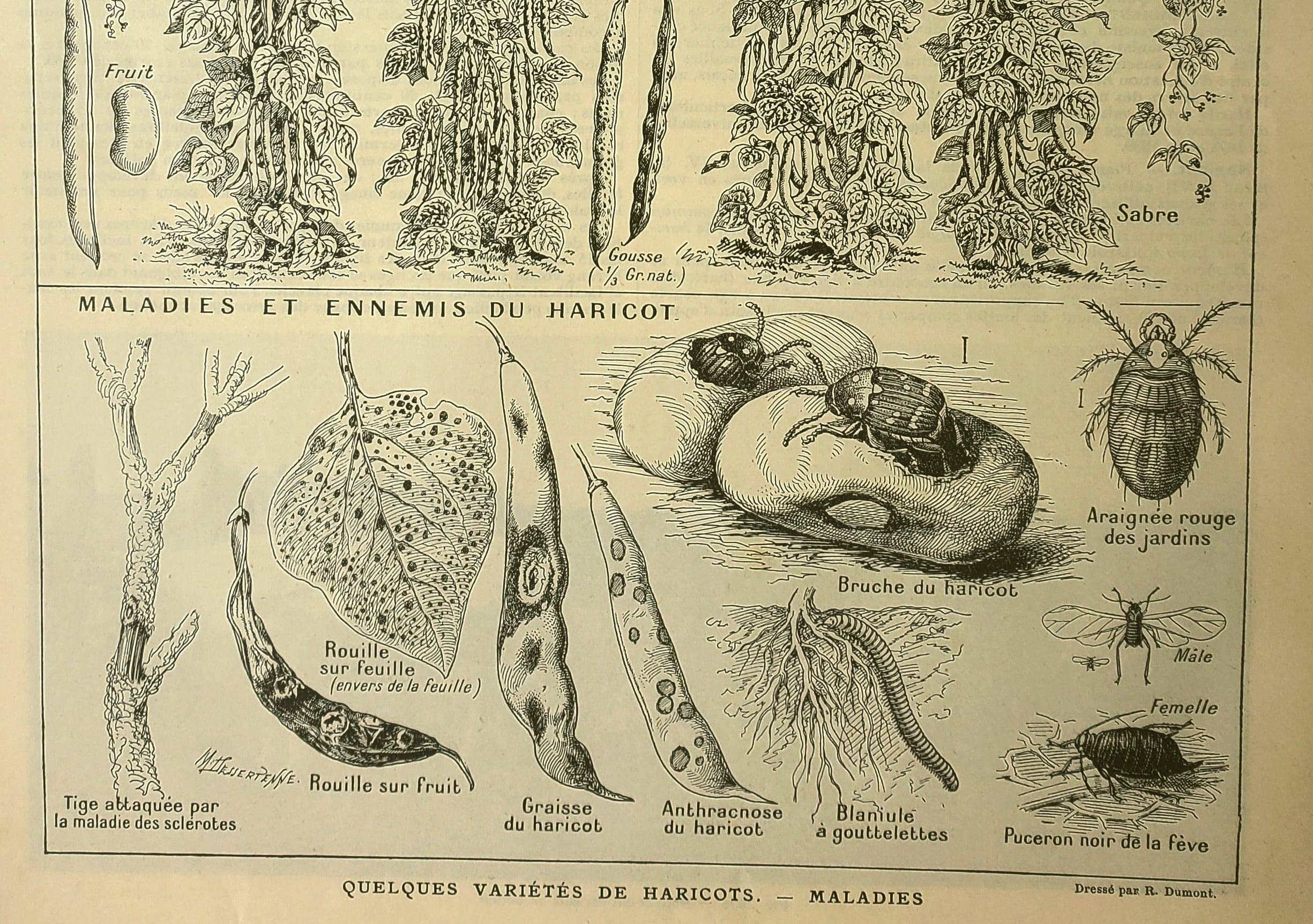 Gravure ancienne 1921 - Haricots par M. Dessertenne - planche du potager