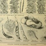 Gravure ancienne 1921 - Haricots par M. Dessertenne - planche du potager