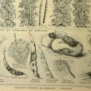 Antique engraving, 1921 - Beans by M. Dessertenne - vegetable garden plate