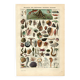 Gravure ancienne 1923 - Mollusques - mer et Océan - planche vintage