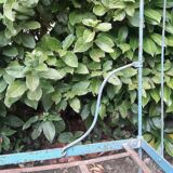 Folding iron bed XIX°