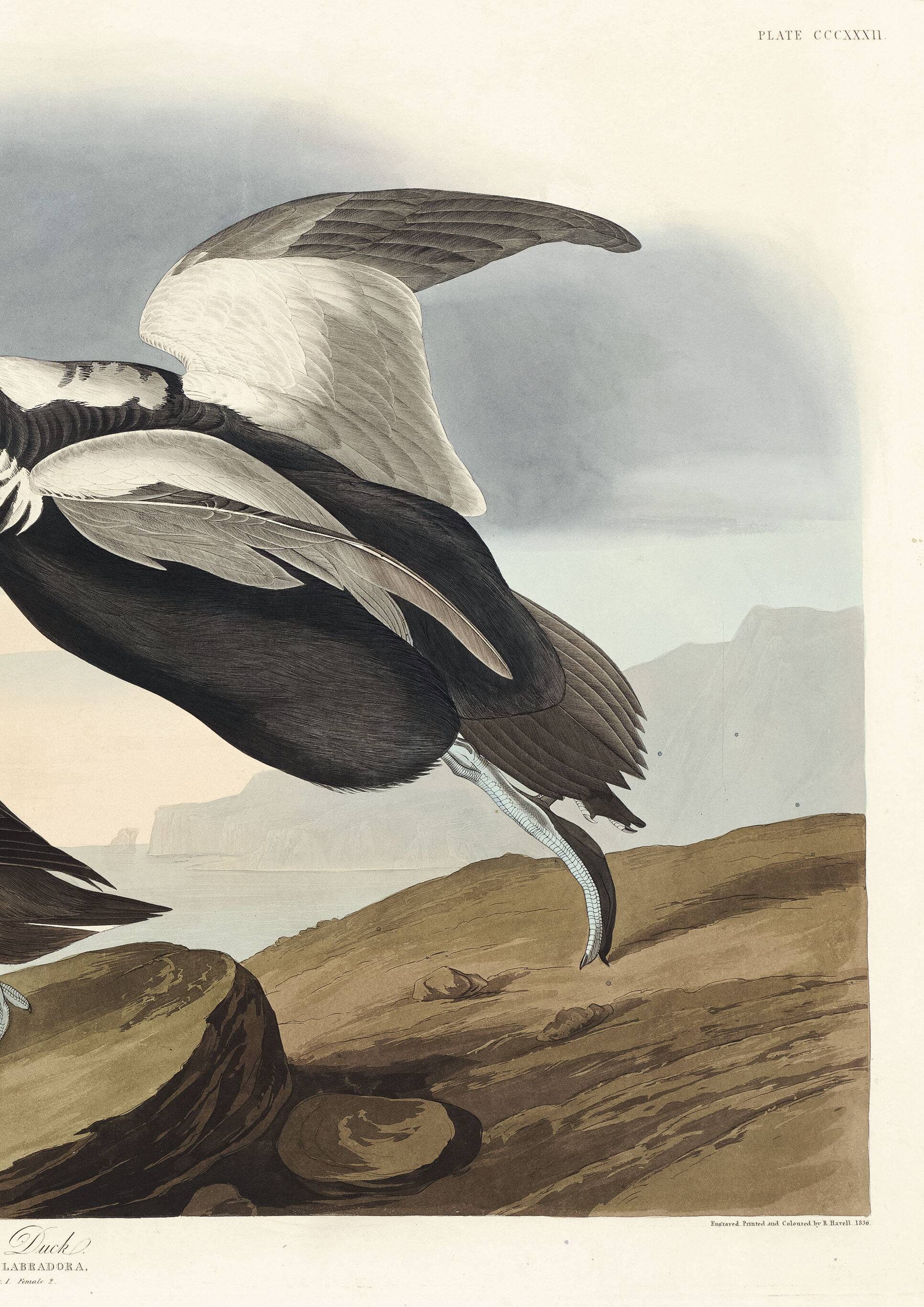 Poster about “the Long-tailed Duck”, after an old engraving