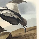 Poster about “the Long-tailed Duck”, after an old engraving