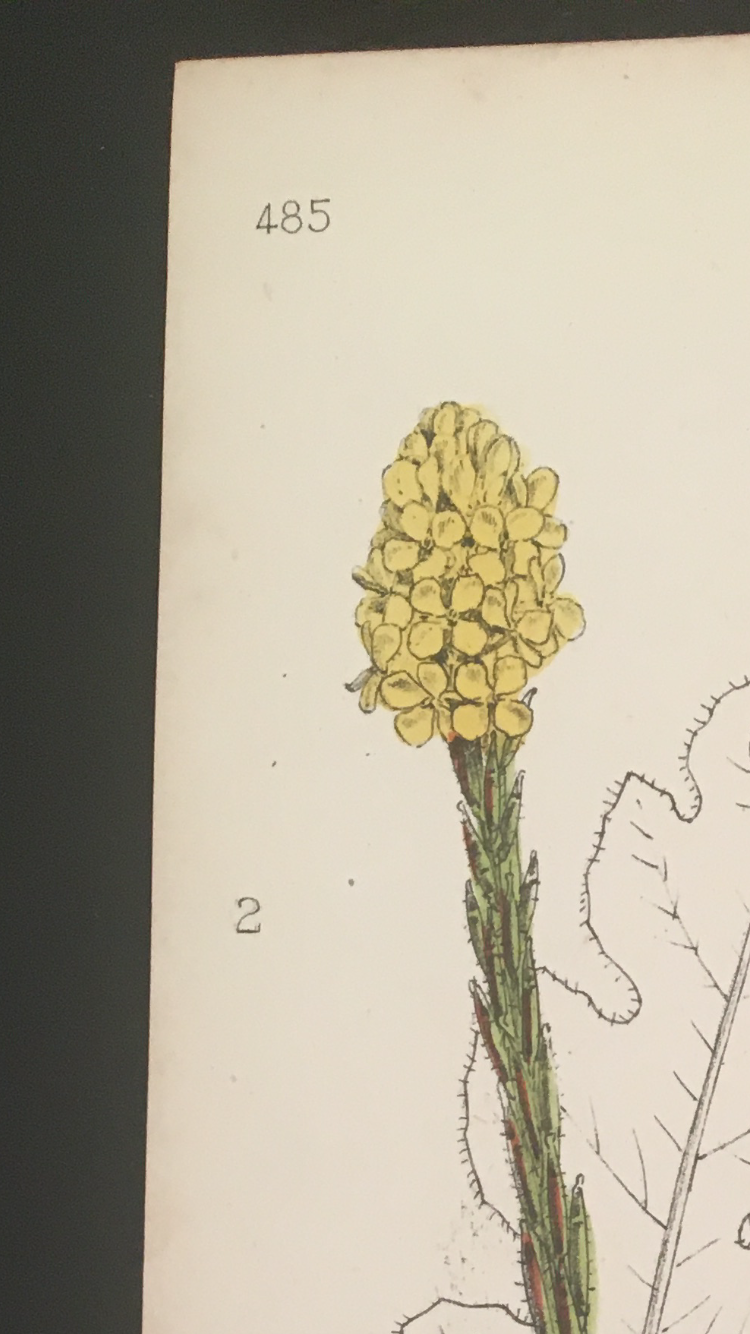 Planche botanique d’herbacée, 1768