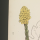 Planche botanique d’herbacée, 1768