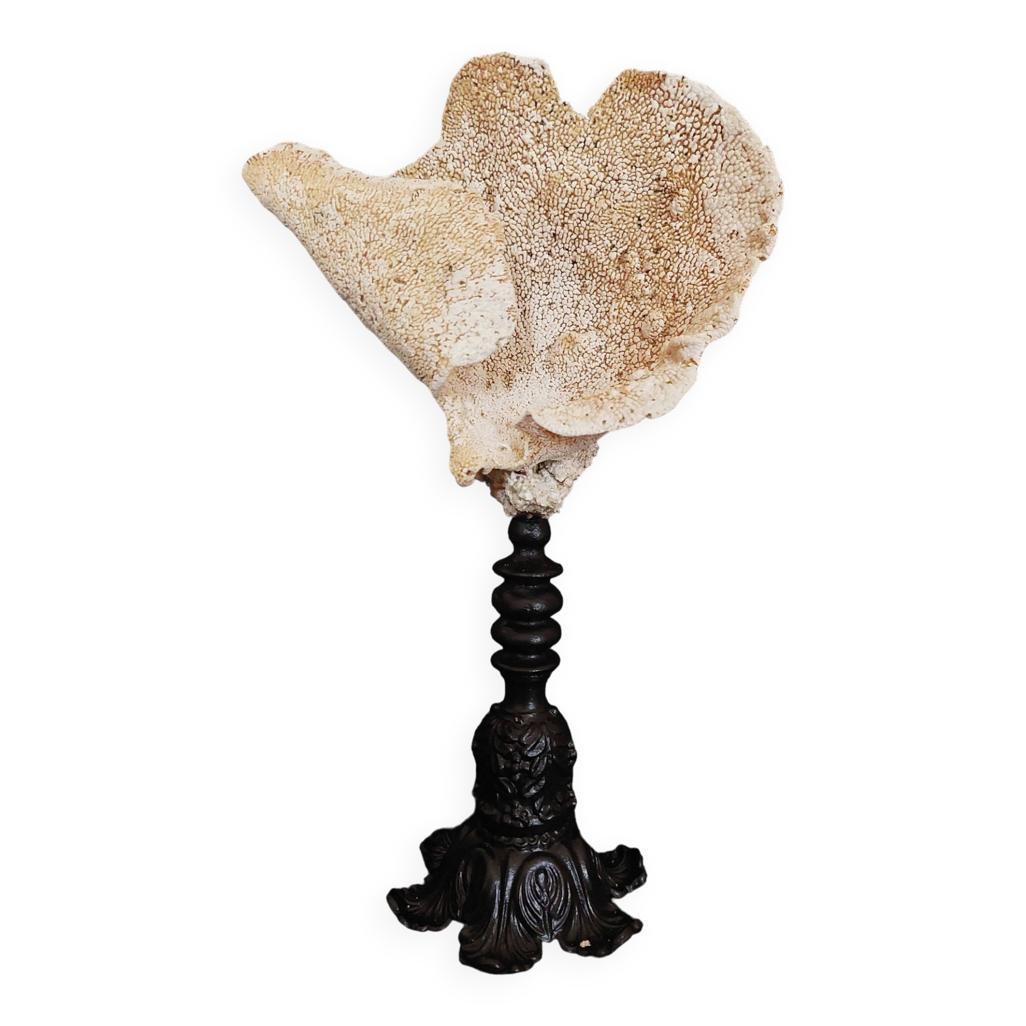 Cabinet of Curiosities sponge carteriospongia foliascens on base