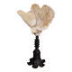 Cabinet of Curiosities sponge carteriospongia foliascens on base