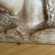 Plaster virgin