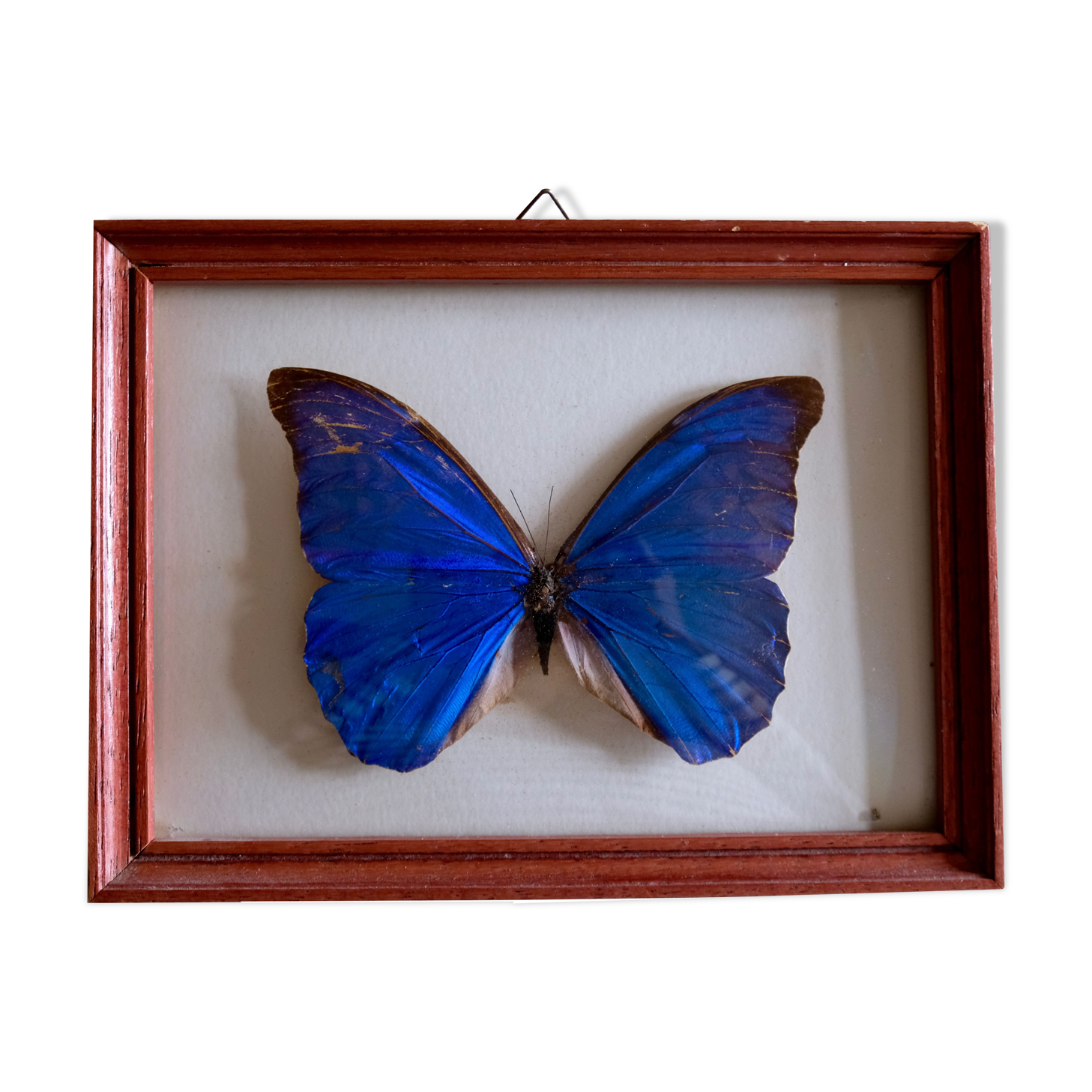 Naturalized Morpho Butterfly and framed bulging glass