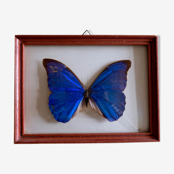 Naturalized Morpho Butterfly and framed bulging glass