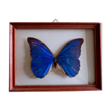 Naturalized Morpho Butterfly and framed bulging glass