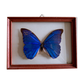 Naturalized Morpho Butterfly and framed bulging glass
