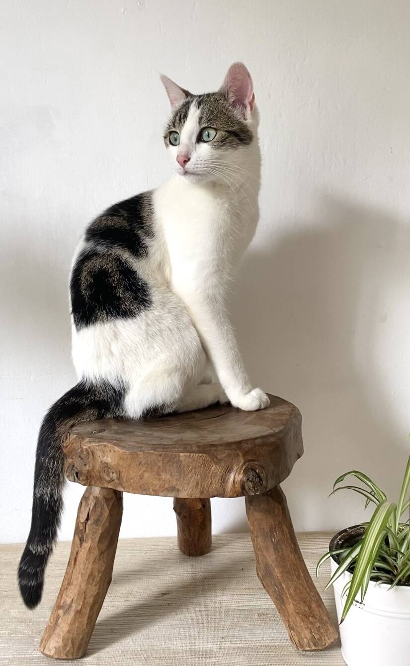 Tabouret bas tripode