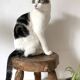 Tabouret bas tripode