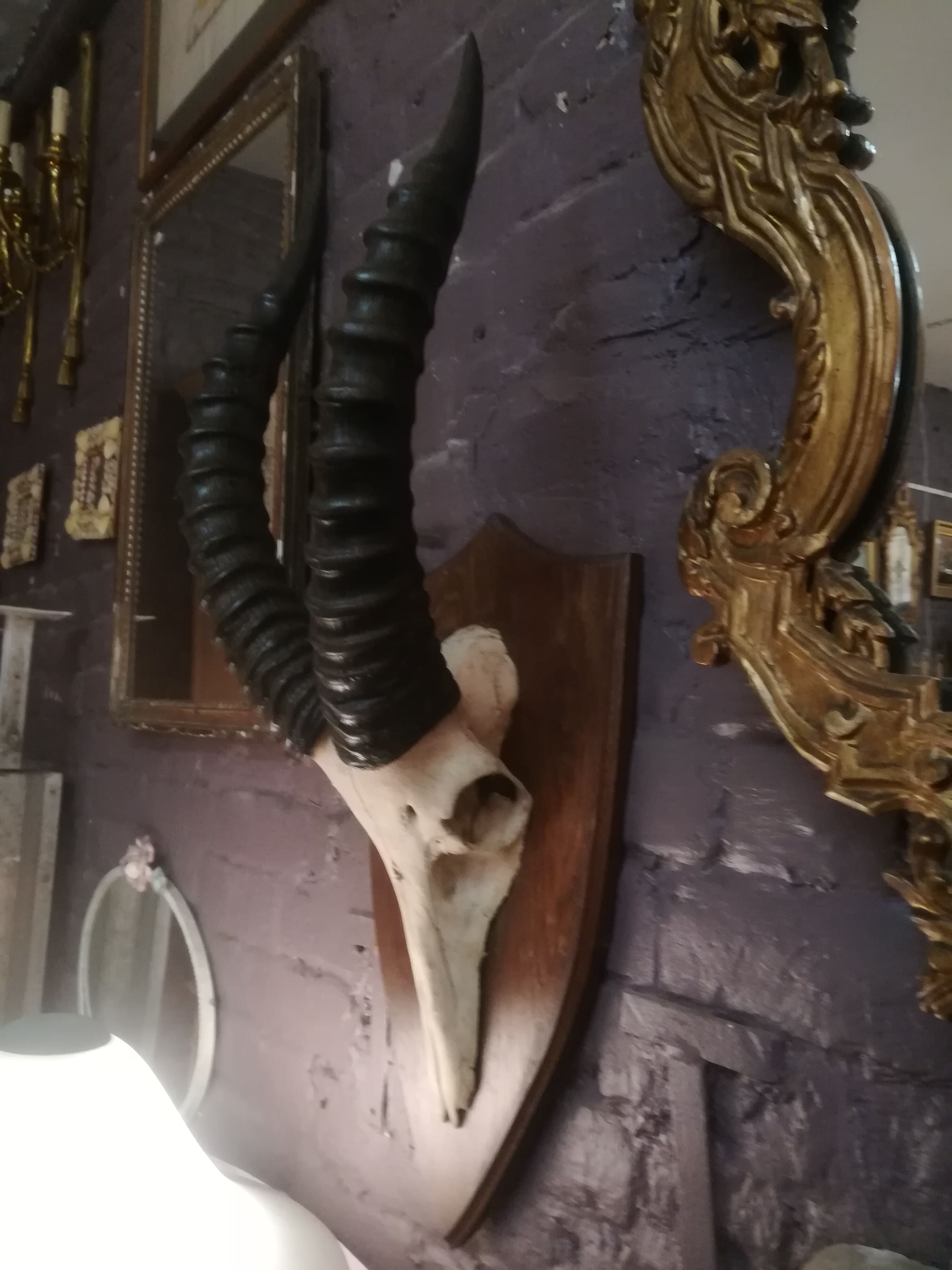 Antelope trophy massacre