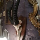 Antelope trophy massacre