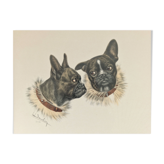 Old lithograph Bulldogs by Léon Danchin