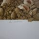 Roland CAT: Bicycle and Mushrooms, original signed lithograph
