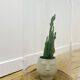 Globe XL glass with wooden base