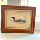 Lithographies couleur oiseaux encadrées