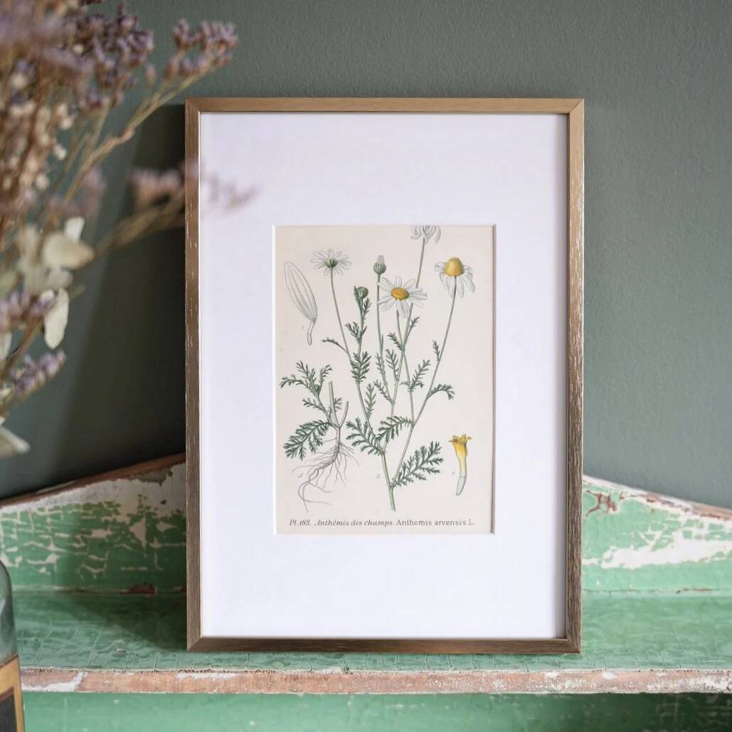 Framed botany of field chamomile