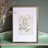 Framed botany of field chamomile