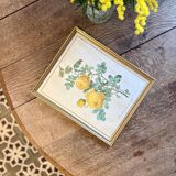 Old frame pink yellow Dreaded